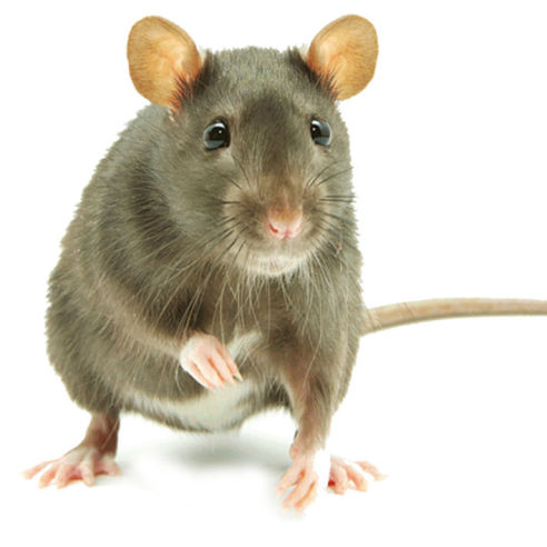 Fumigación de Ratónes y ratas Ocotlán