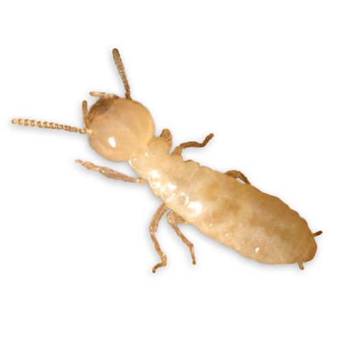 Control de plagas y termitas Chapala